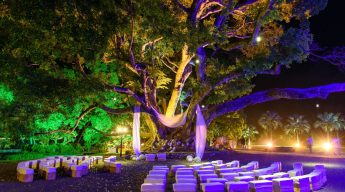 short alt text Nighttime photograph of a large, ancient tree illuminated with vibrant green, yellow, and purple lights, with a semi-circle of purple-lit stone seating arranged beneath it.
