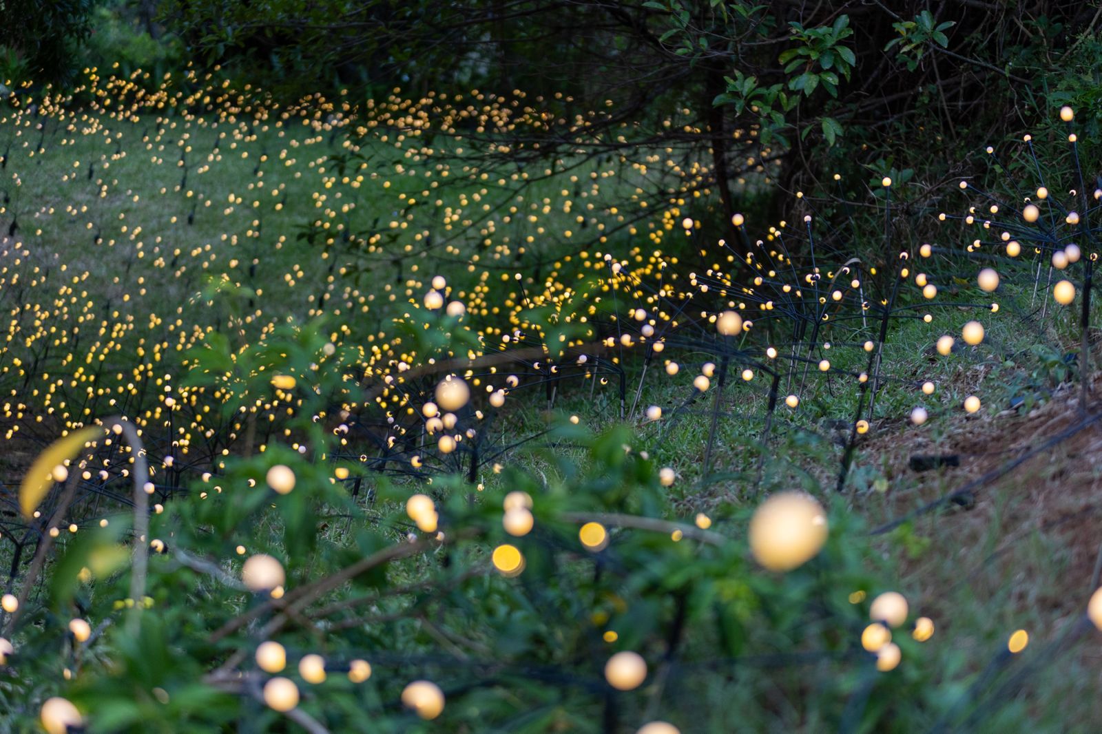 A Signature IPG Garden…